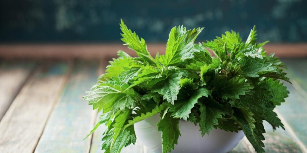 What are the benefits and uses of stinging nettle?