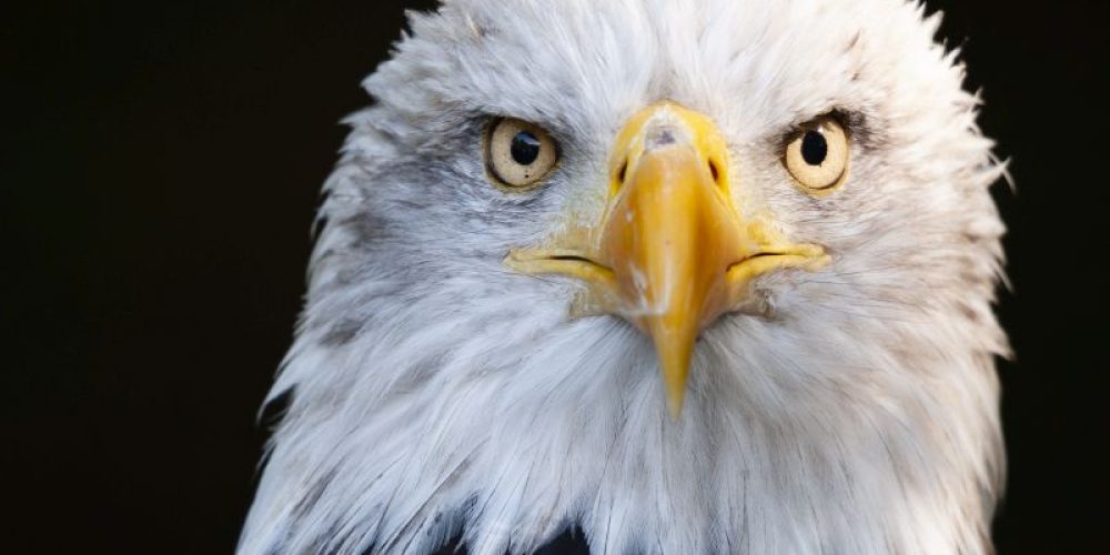 Bald Eagles Across U.S. Infected With Newly Identified Virus