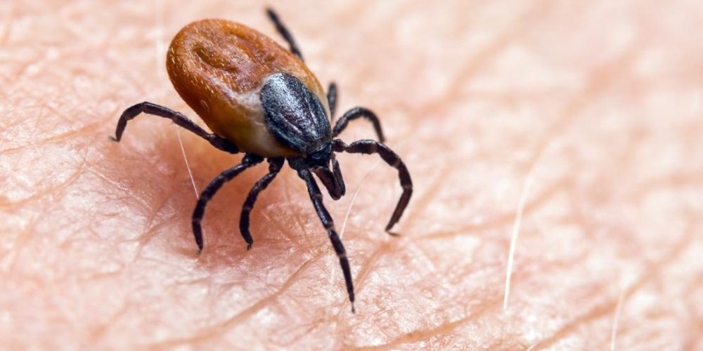 Chronic Lyme disease: Everything you need to know