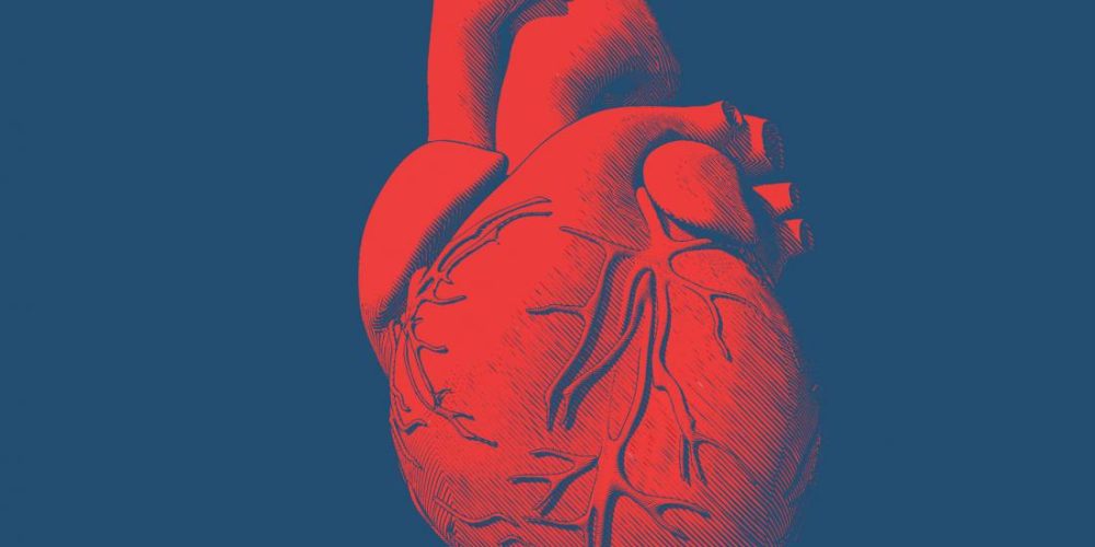 New drug limits damage to heart muscle from heart attack