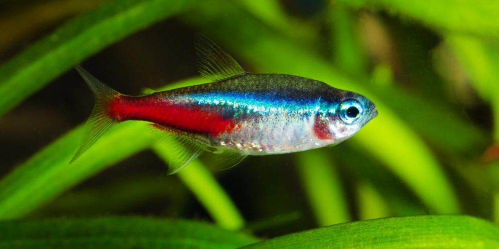 What an exotic fish can do for human heart health