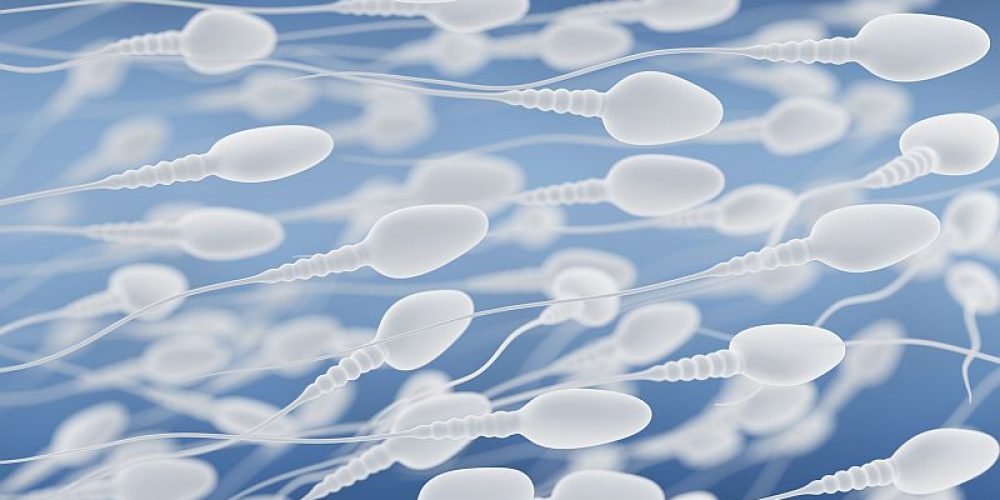 Can Men Dine Their Way to Higher Sperm Counts?