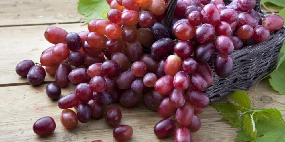 Nasal delivery of grape compound shows promising results in lung cancer