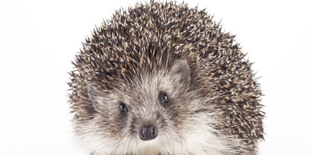 Snuggling Your Pet Hedgehog May Spread Salmonella, CDC Warns