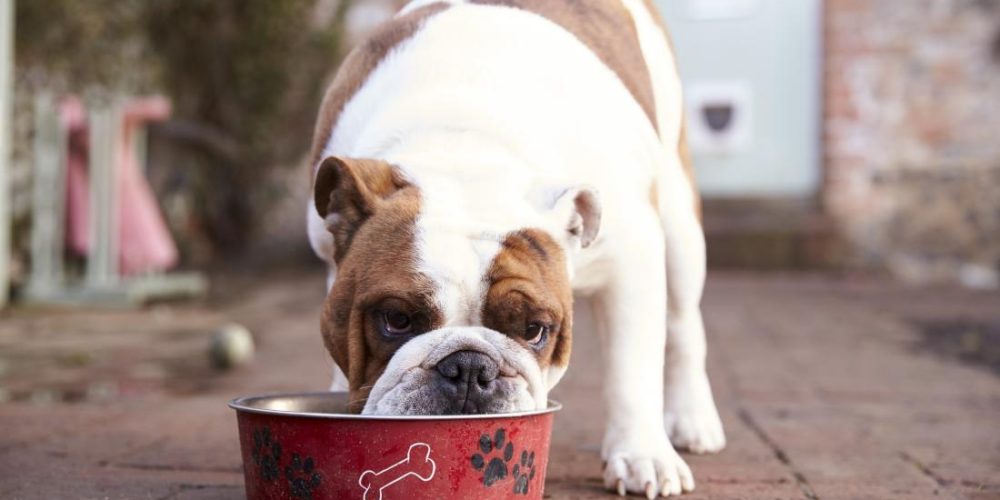 Why raw dog food could be harmful for pets and owners alike