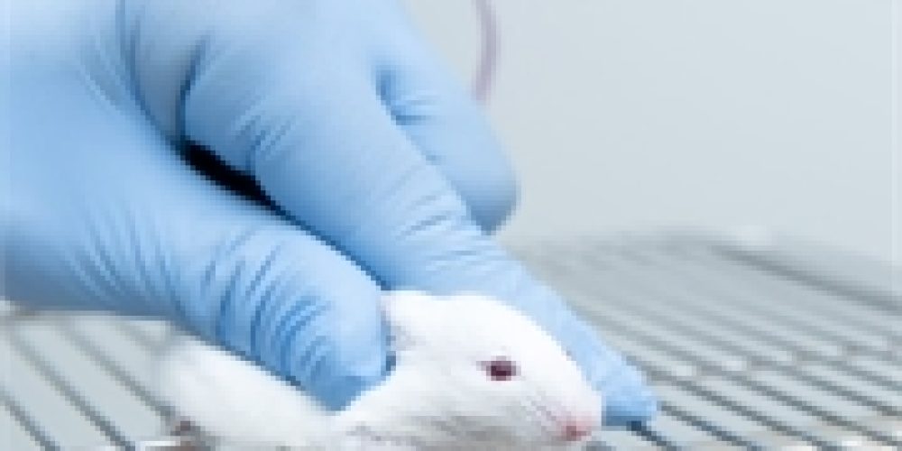 Animal Study Offers Hope for Treating Traumatic Brain Injuries