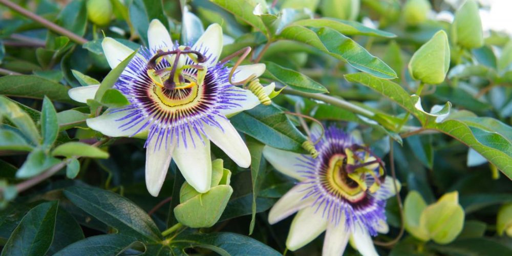 Benefits of passionflower for anxiety and insomnia