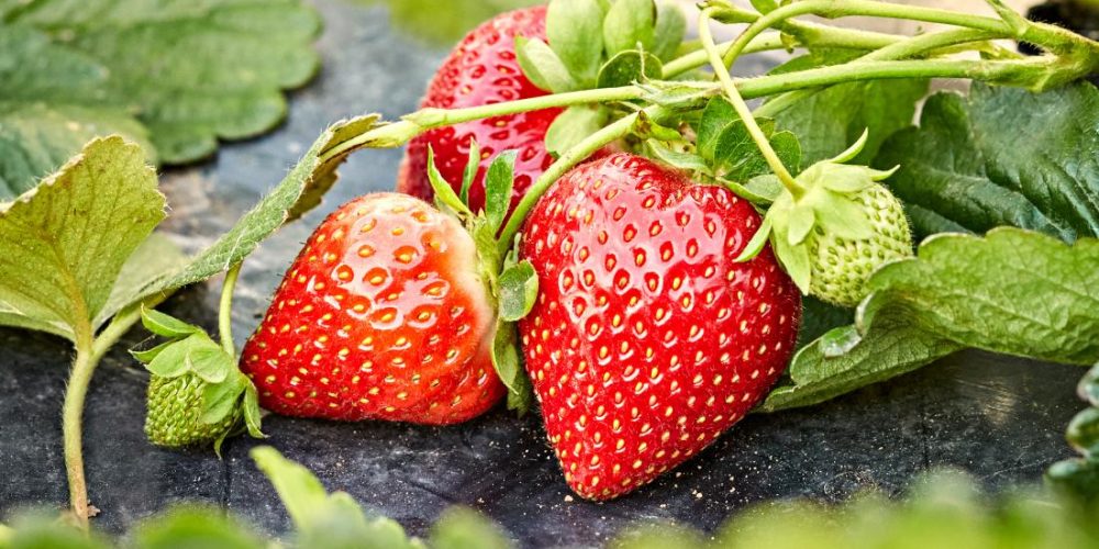 Can people be allergic to strawberries?