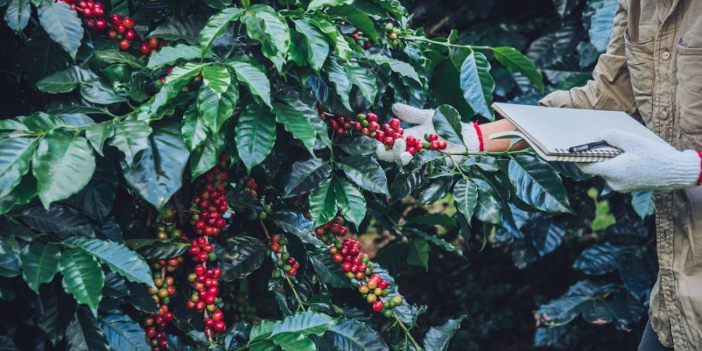 Could coffee byproducts fight inflammation?