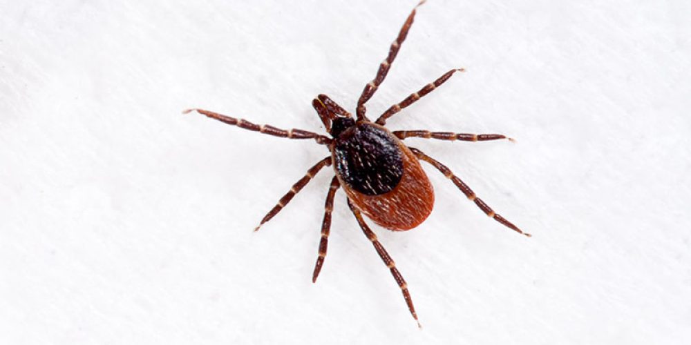 Everything You Need to Know About Lyme Disease