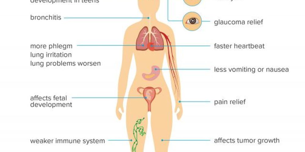 How marijuana affects the body