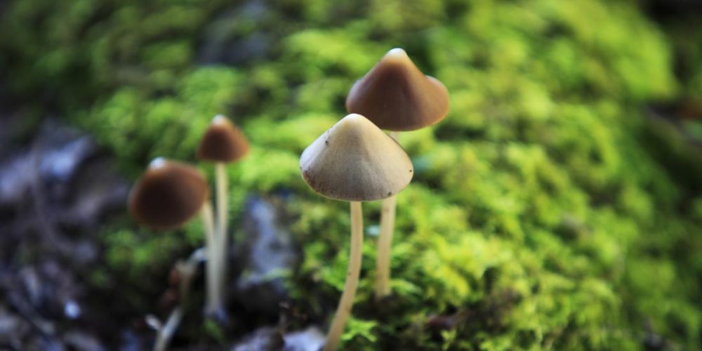 Microdosing psychedelics: Does the evidence live up to the hype?