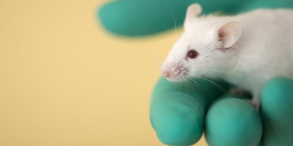 Mouse study sheds new light on fat formation