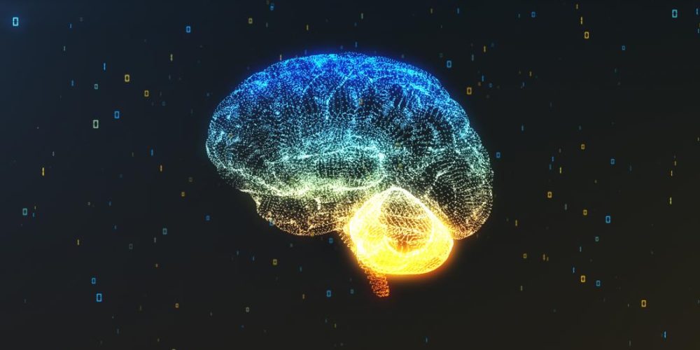 New brain region &#8216;could be what makes humans unique&#8217;