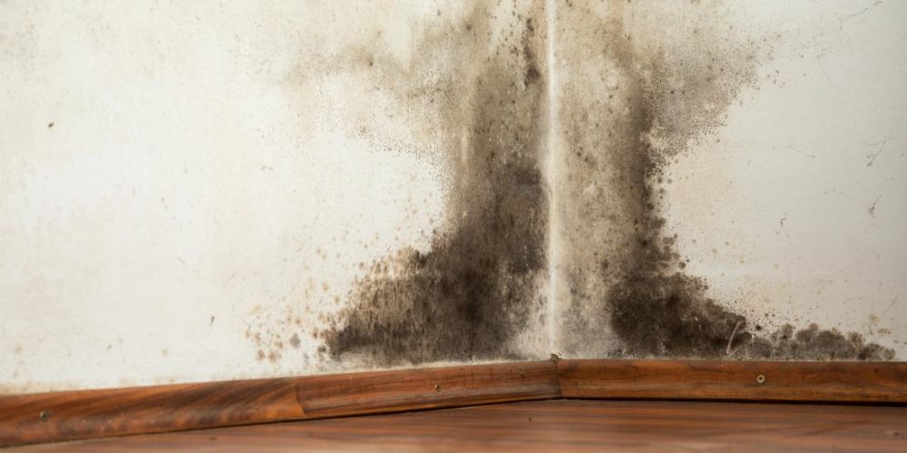 What are the effects of black mold exposure?