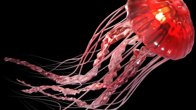 What’s Source of ‘Stinging Water’? Jellyfish Release Toxic Mucus