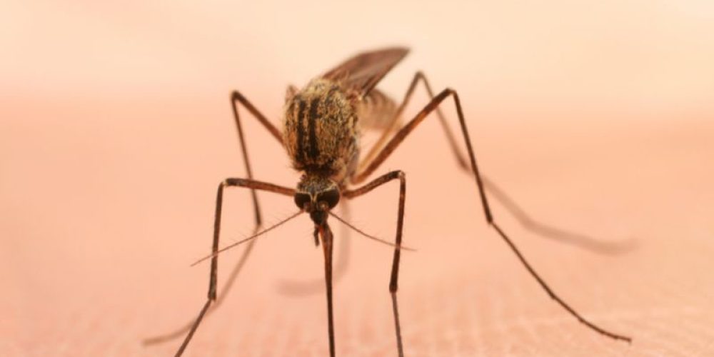Climate Change Will Aid Spread of Disease-Bearing Mosquitoes