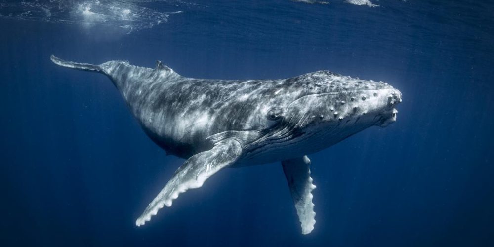 Why don&#8217;t whales develop cancer, and why should we care?