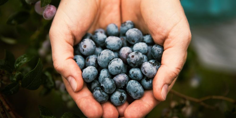 Can blueberries protect heart health?