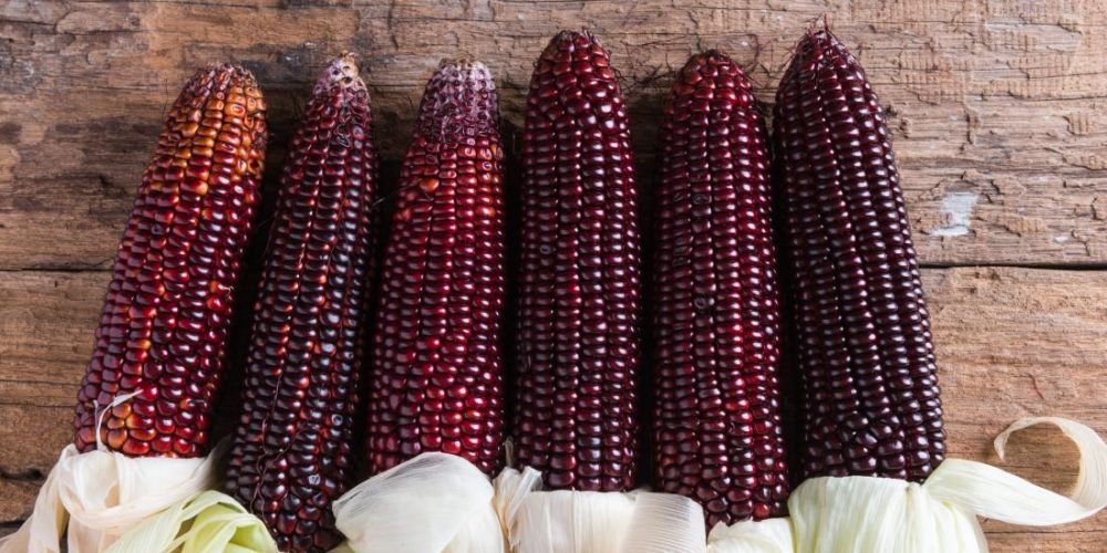 Can purple corn reduce inflammation, diabetes?