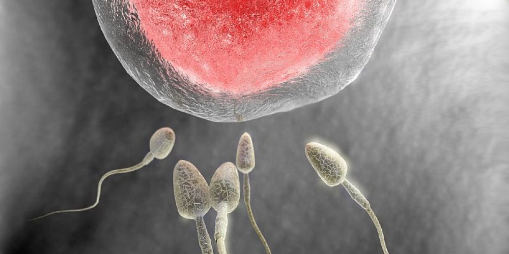 Female Anatomy May Play Big Role in Sperm&#8217;s Success
