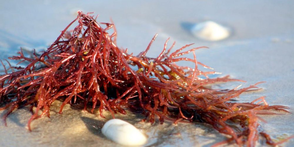 Is carrageenan safe to eat?