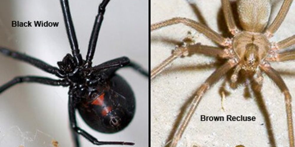 Spider Bites (Black Widow and Brown Recluse)