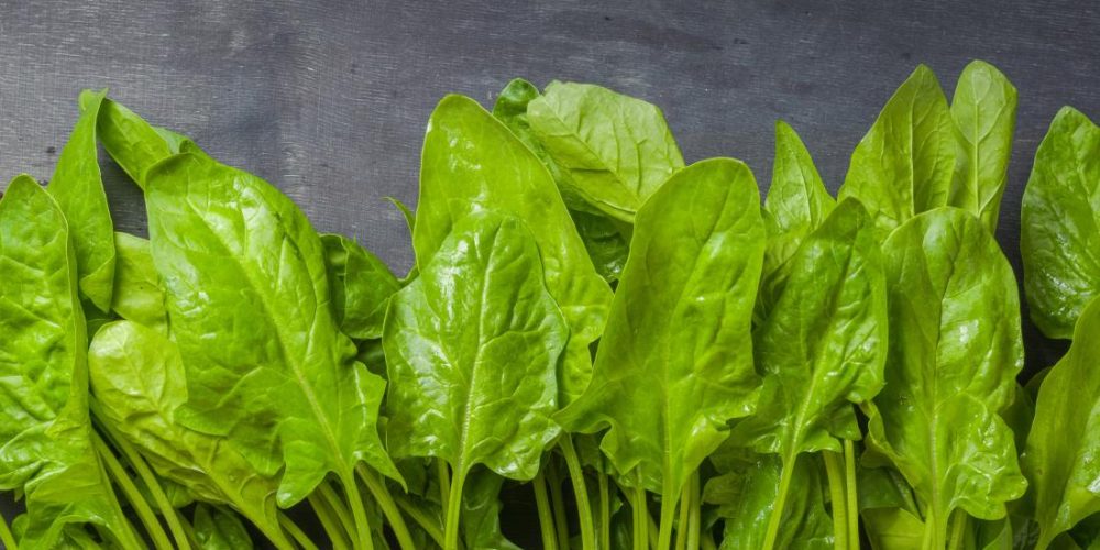 Spinach supplement may increase muscle strength