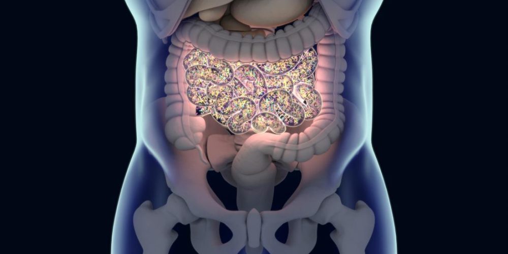 Type 1 diabetes: Does the gut hold the key to prevention?