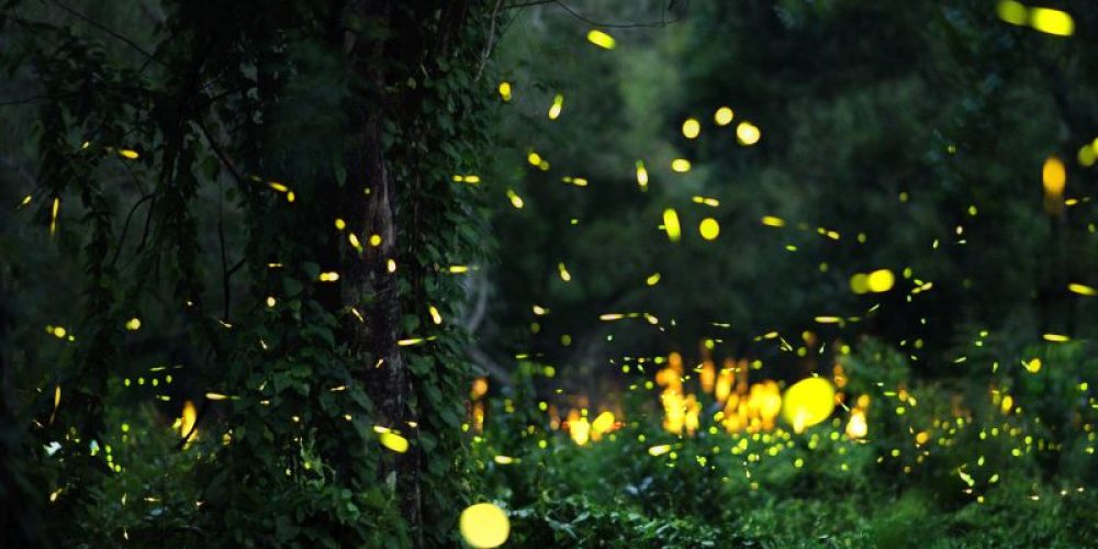 Will the Lights of Fireflies Be Extinguished?