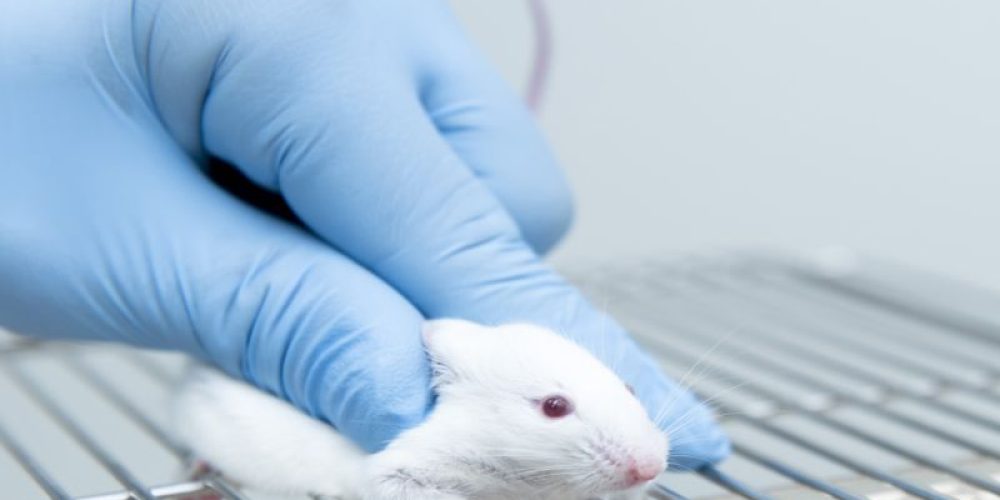 In a First, Scientists Eliminate HIV From an Animal&#8217;s Genome