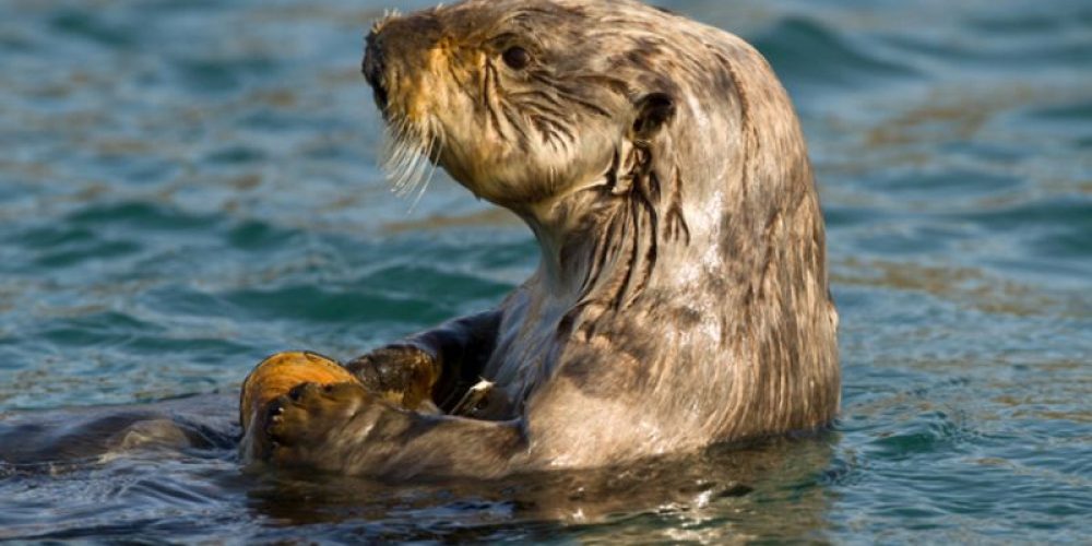 &#8216;Microplastics&#8217; in Dolphins, Seals Heighten Environmental Concerns