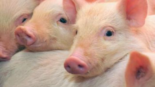 New swine flu epidemic could rise from rapidly evolving virus in pigs