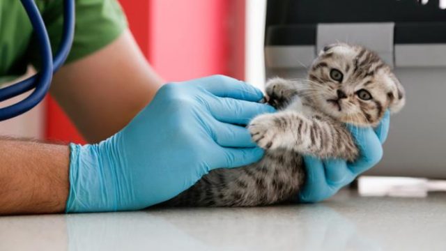 Reverse zoonosis: Can you make your pet sick?